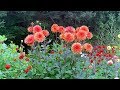 It's in full bloom! July Seta Dalia Garden-Yawatahama City, Ehime Prefecture-