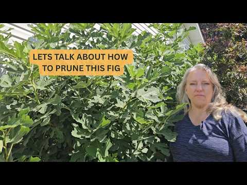 What Benefits Does Pruning Fig Trees Offer in Cooler Climates - YouTube