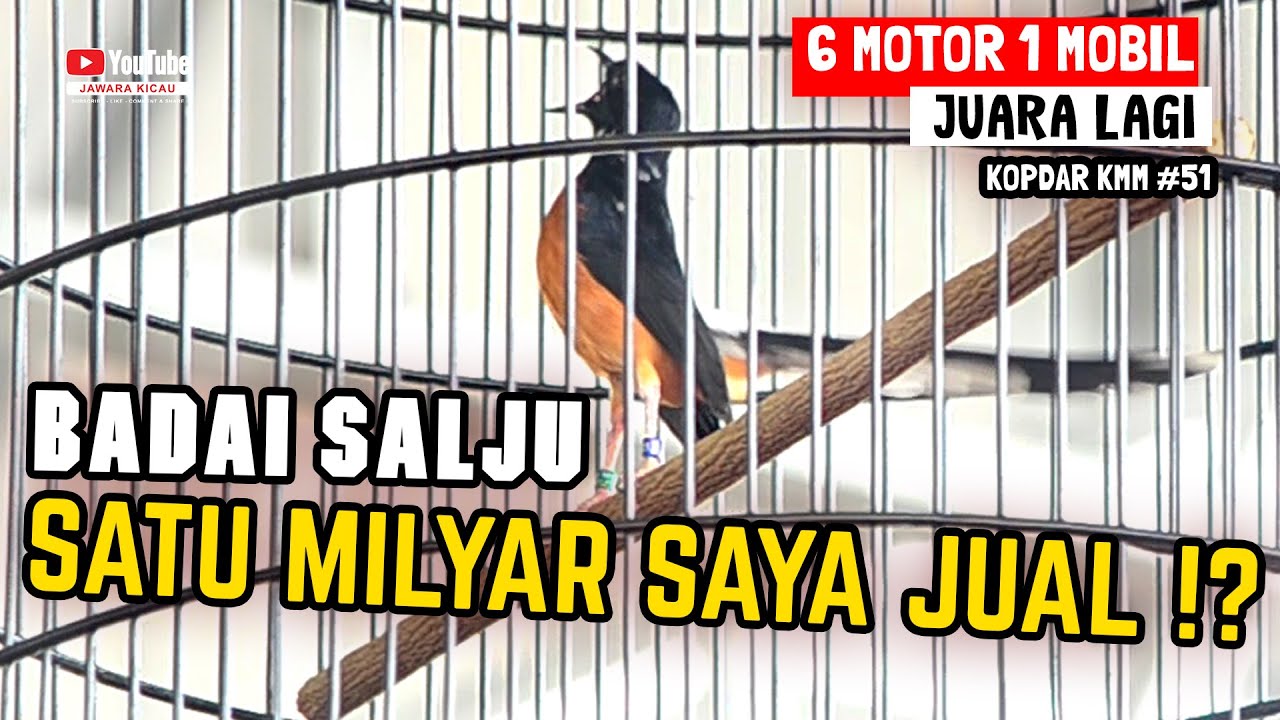 GILAAAAA.. ‼️SATU MILYAR SAYA JUAL ⁉️😱MURAI BATU BADAI SALJU 🔥