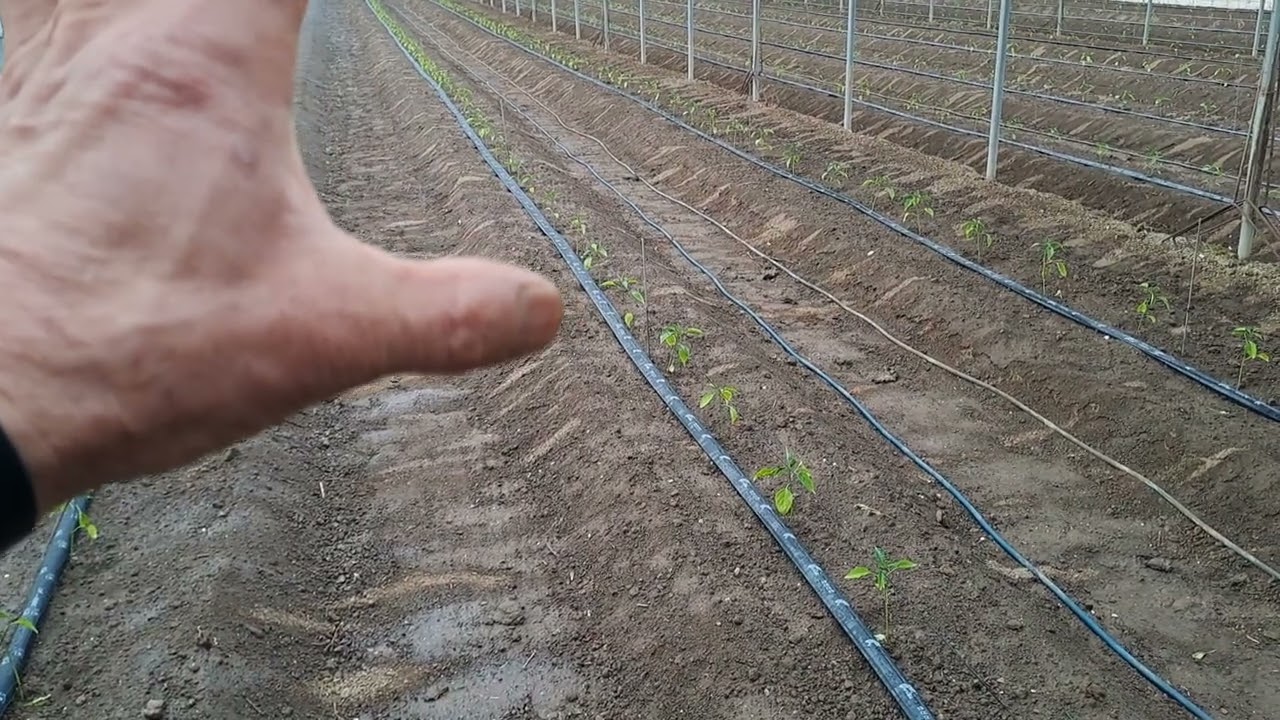 고추에 관수 점적호스와 분수호수의 차이점 비자동모타 자동으로 개조