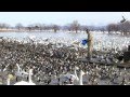 瓢湖 白鳥おじさん