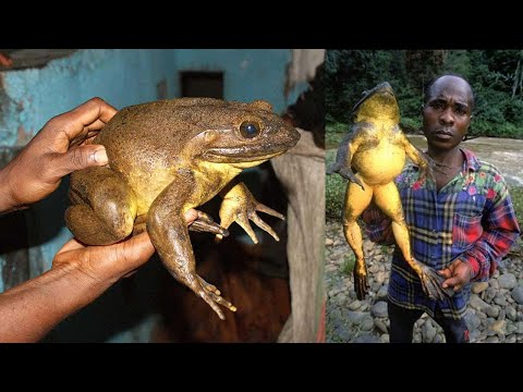 Video: Goliath là con ếch lớn nhất thế giới