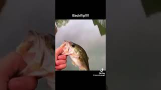 Fish backflip meme