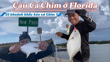 Tổng hợp 25 Khoảnh Khắc Kéo Cá Chim Tại Cầu New Pass ở Florida - Câu Cá Chim Biển Ở Mỹ Có Gì Vui?
