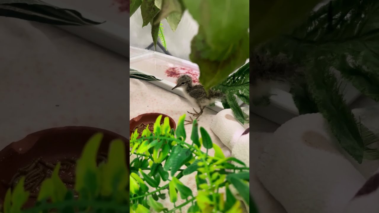 New Patient: Spotted Sandpiper