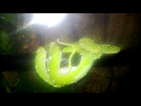 my aru green tree python luring