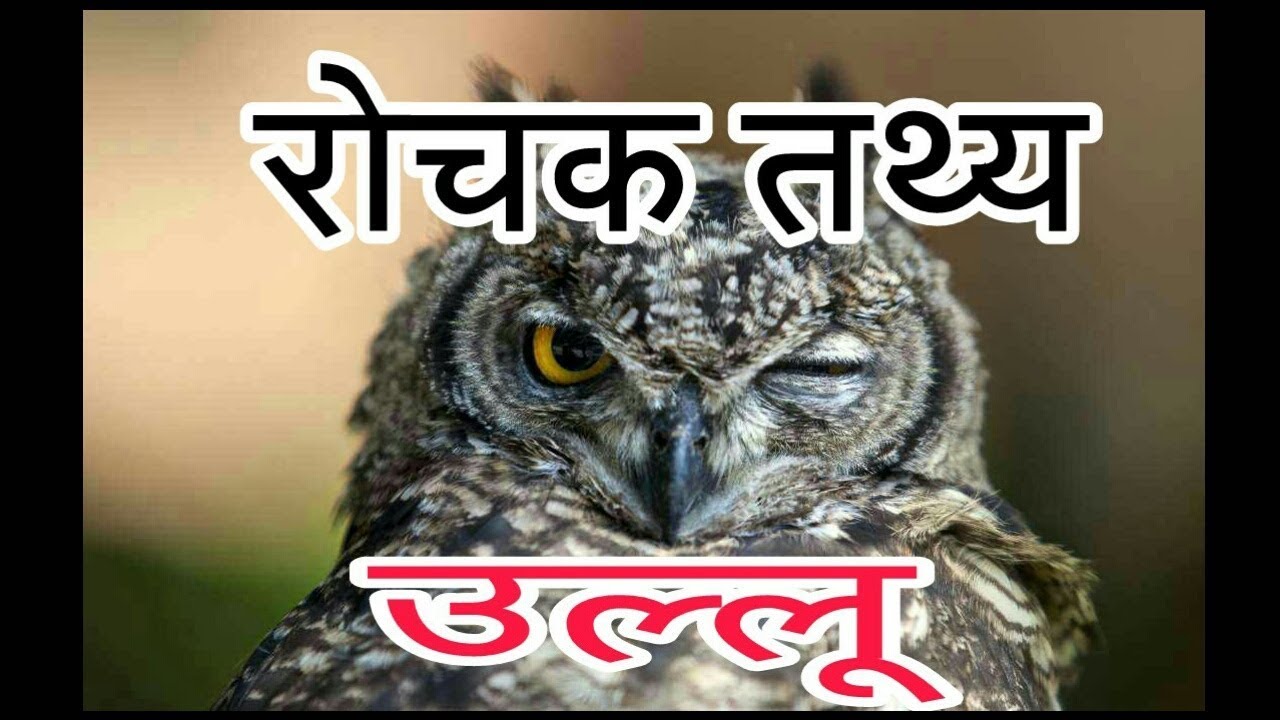 small essay on owl in hindi