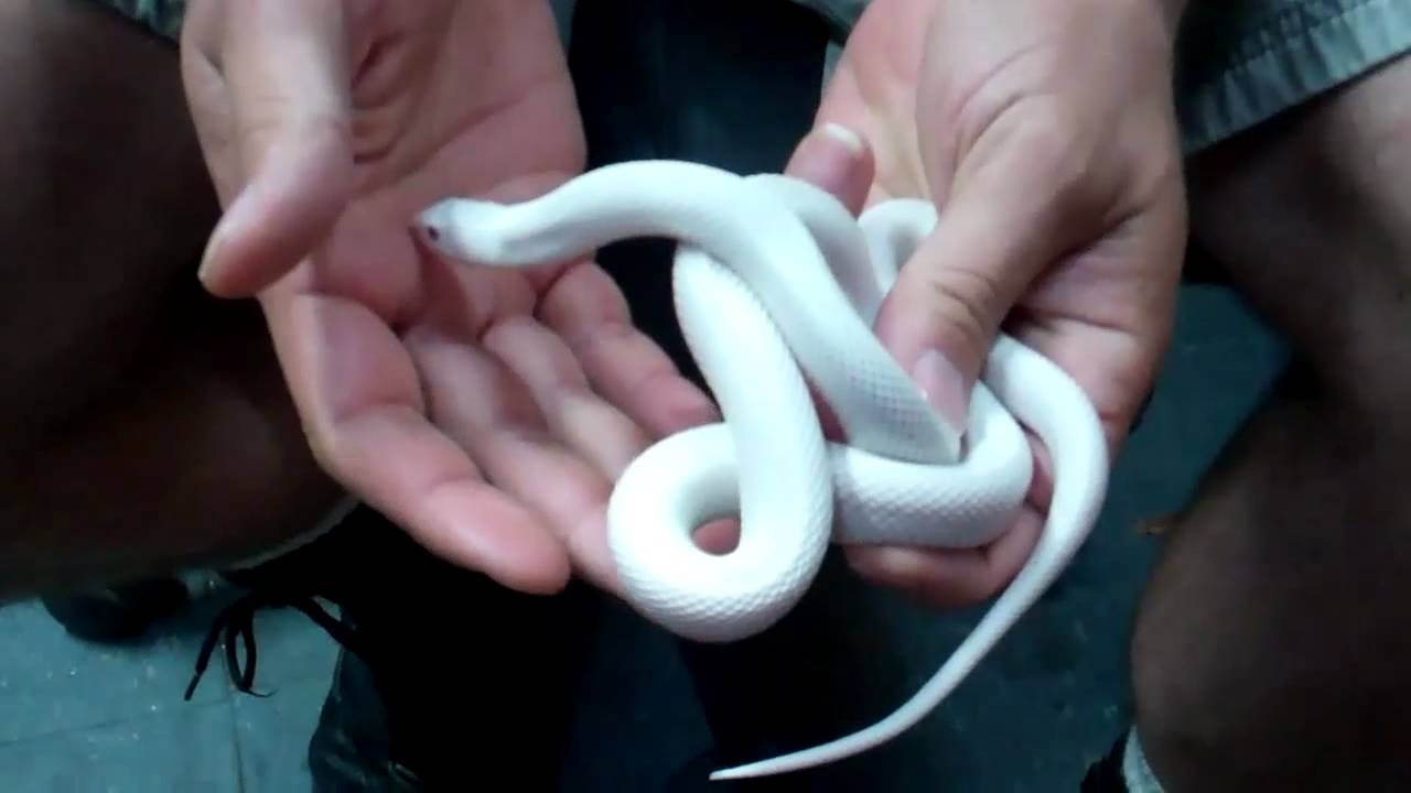 tarantula spider UNDERGROUND REPTILES BLOOPER!