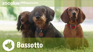 Ritratto del Bassotto: Alla scoperta di un cane leggendario