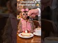 Chocolate, strawberries on cheese cake.#SipSipMonkey #DessertTok #FoodTok #CuteAnimals #FYP