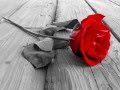 Eddi Reader - My Love Is Like A Red, Red Rose