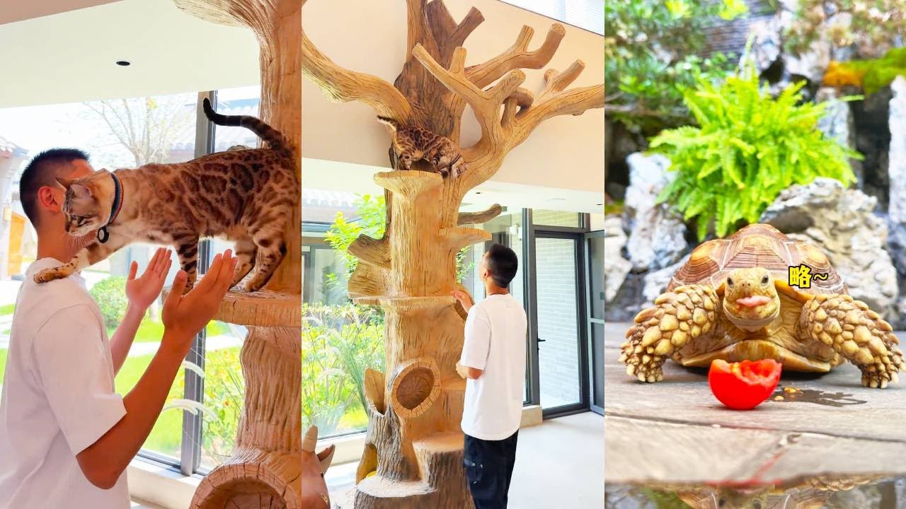 在客廳給八條訂製了一個大貓樹！還給「出去玩」定製了恆溫恆濕的超大單間！ 