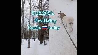 #2026 #peterburg #зсл #собака #гуляем #walkdog #зима