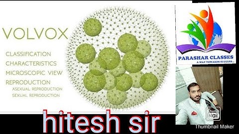 Volvox algae / B.sc part 1 botany/ by Hitesh sir
