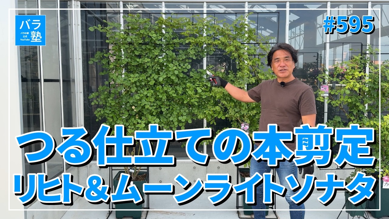 大苗切りバラ接ぎ木した物sen♡litsu 595 Demonstration of the final pruning of climbing plants using