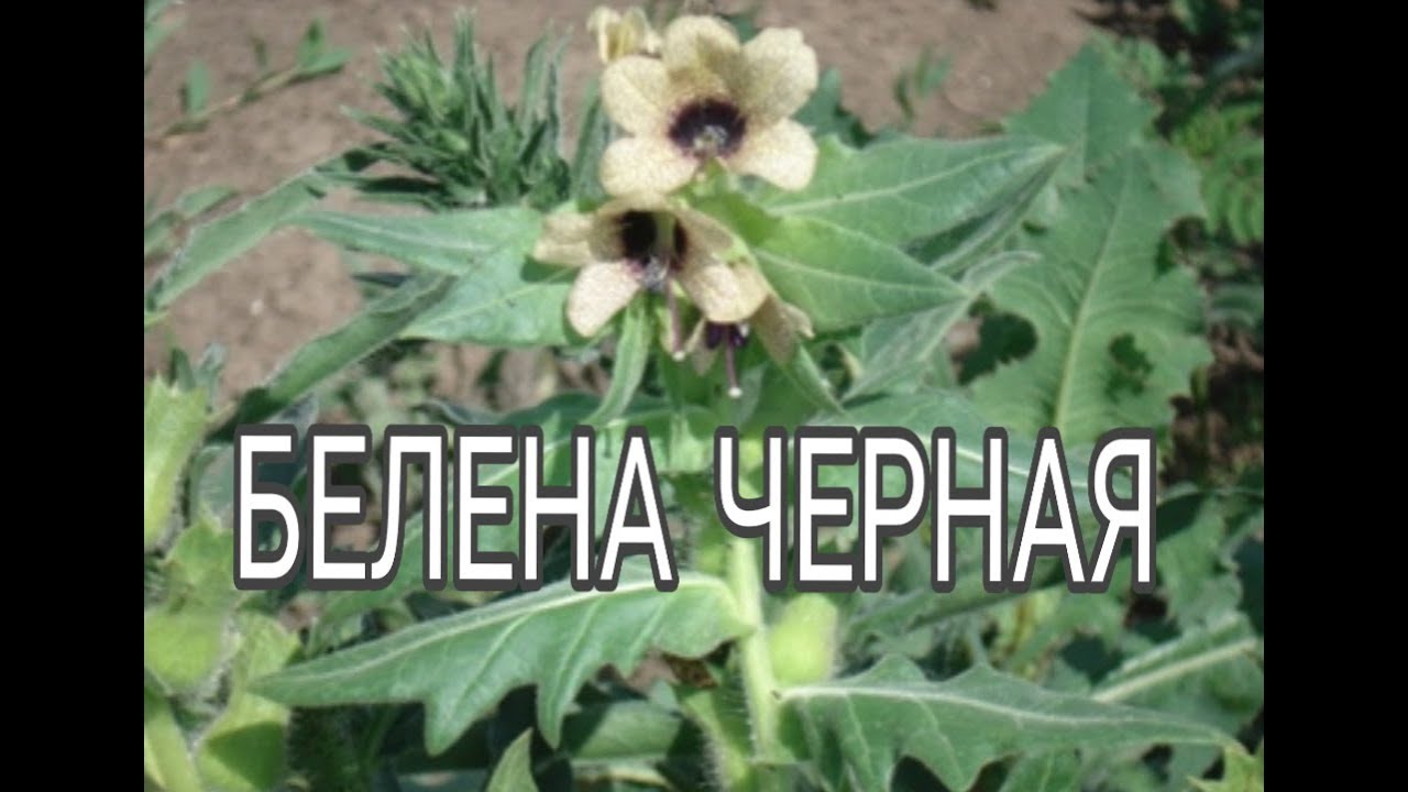 Белена черная