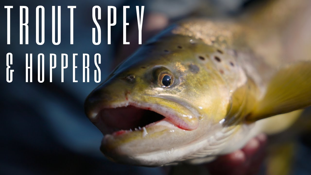 Summertime Trout Spey and Hopper Fishing in Montana 