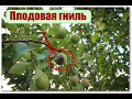 102_Болезни груши. Плодовая гниль