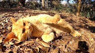 枯れ葉のベッドに寝転がり手をフミフミする茶トラ猫