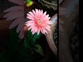 Pink flower ...🌺🌿🍂#flowers #love #highlights #everyoneactive