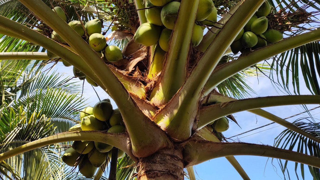 Kỹ thuật trồng dừa xiêm..khoảng cách bao nhiêu mét là chuẩn nhất..p2 (tran han QT)