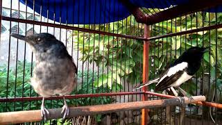 Kacer jantan birahi merayu betina