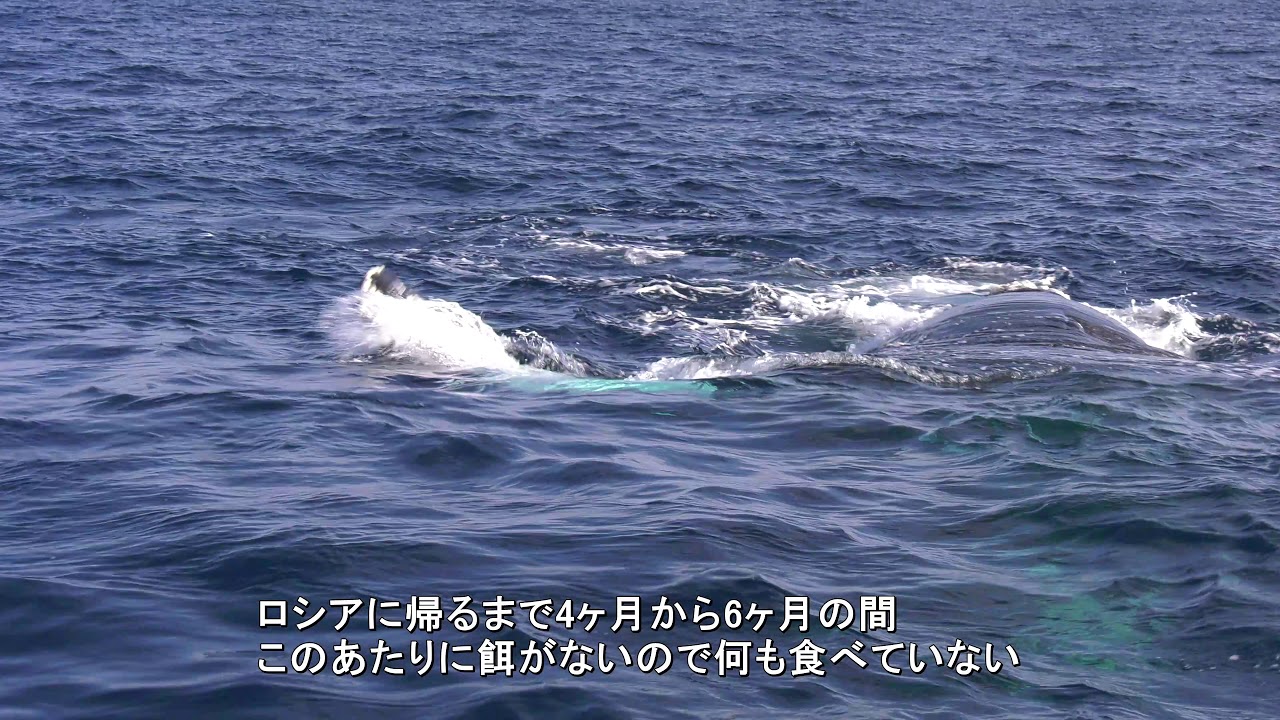 日本海 maxresdefault.jpg?sqp=-