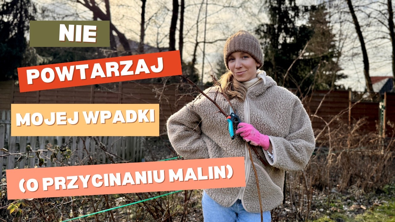 Jak NIE przycinać malin, jeśli chce się mieć owoce. Co robiłam źle i jak to poprawić.