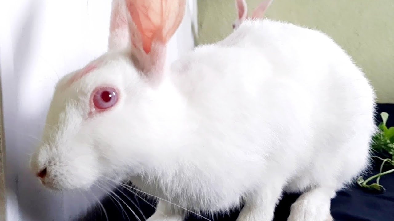 I am the most SPOILED bunny in the world! - YouTube