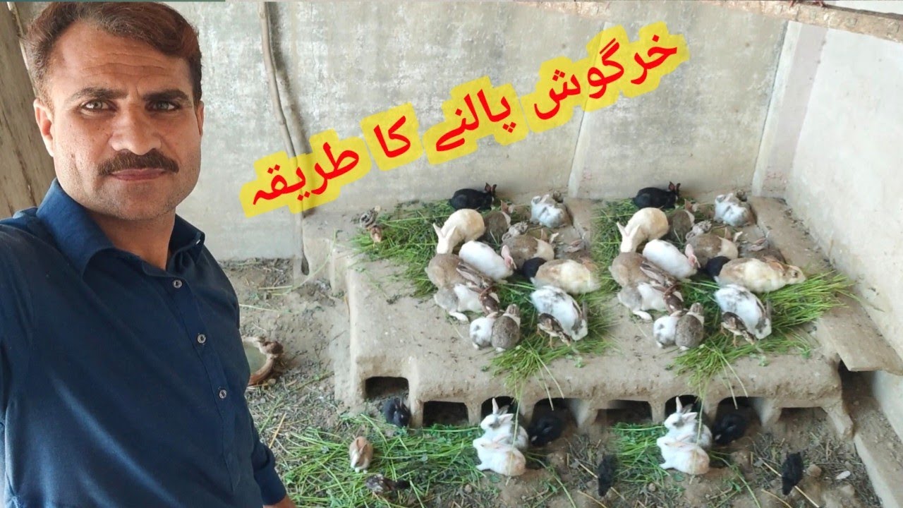 kamyab rabbit farming in colony system /Ghar ki Chat pe Khargosh Rkhne Ka Trika / Rabbit Farming