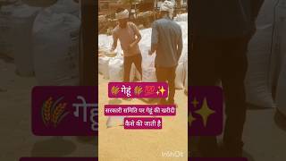 सरकारी समिति पर गेहूं की खरीदी कैसे होती है #viral