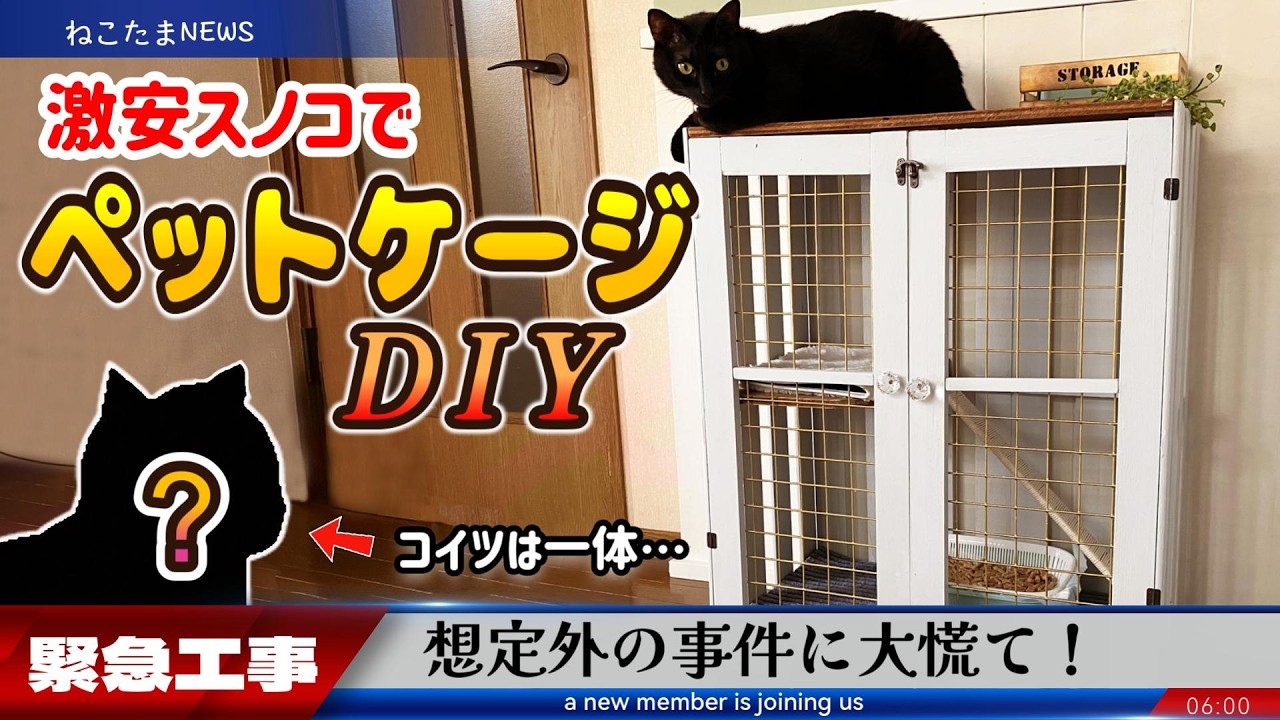 【緊急DIY】激安材料でキャットケージを作れ！新しい家族のために
