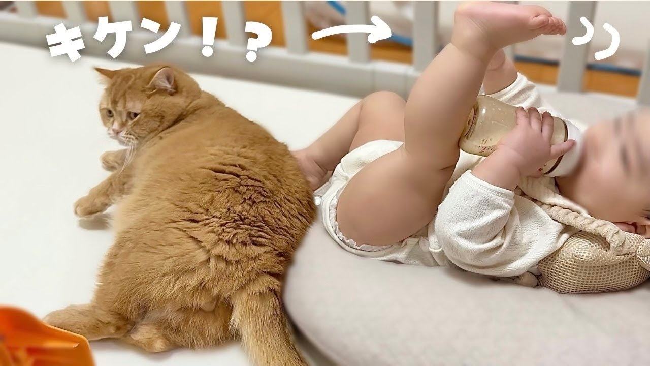 どかないニャン」赤ちゃんに何度蹴られてもその場を離れない猫w - YouTube