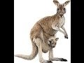 「カンガルーよりも多く」 "The more than kangaroo"