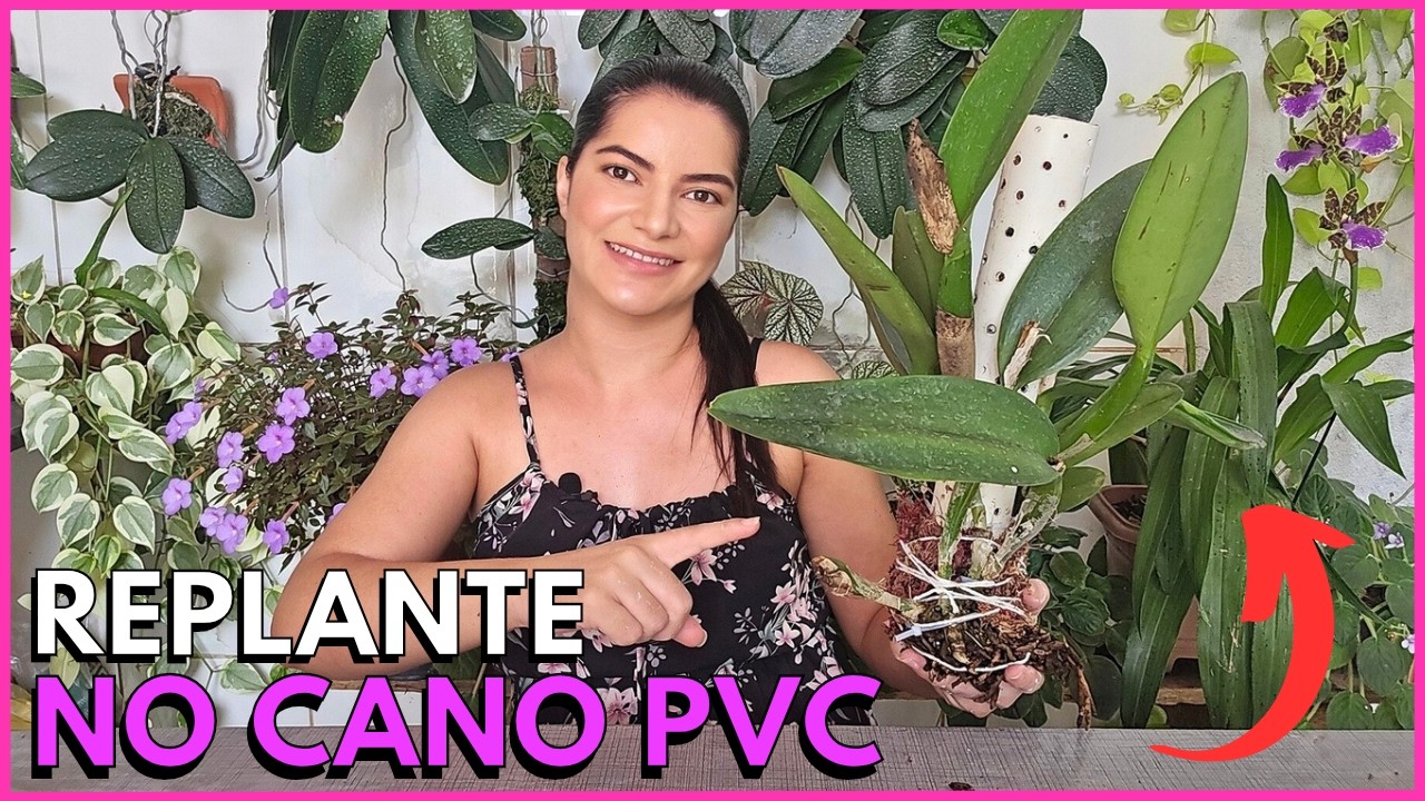 NÃO TEM MADEIRA PARA PLANTAR ORQUÍDEA CATTLEYA? PLANTE ASSIM!☝️🌸