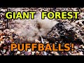 Patch of giant puffballs in the forest basketball sized