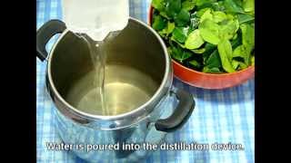 Steam Distillation Of Essential Oil From Fresh Kaffir Lime Leaves