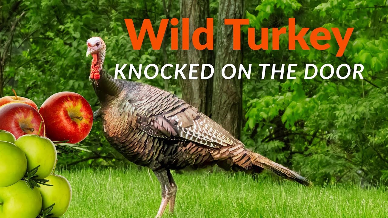 Curious turkey. Допитлива індичка.