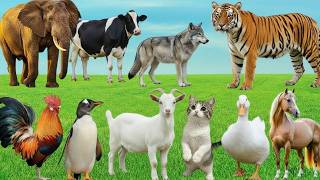 🐾 Happy Moments of Animals 🐑🐓🐈 | Lion, Tiger, Monkey, Deer, Wolf, Bear Cute Sounds &amp; Names!