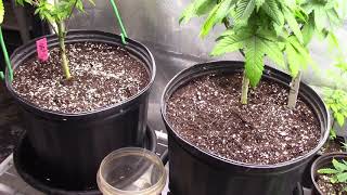 Intents Growing - How to Fix a Sick Cannabis Plant - Coco Coir Grow - Marijuana Deficiencies #tnb