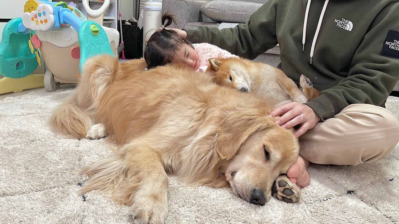 疲れ果ててみんなでくっつきあって眠る豆柴とゴールデンレトリバーと1歳児が可愛すぎました...