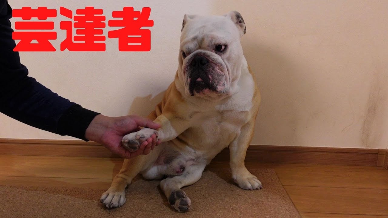 3年間 お手 を拒否し続けたブルドッグが遂に本領発揮した ブルドッグぶるまるチャンネル 3年間 お手 を拒否し続けたブルドッグが遂に本領発揮した ブルドッグぶるまるチャンネル