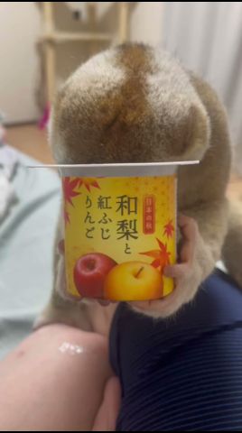 ヨーグルト戦争　#スローロリス