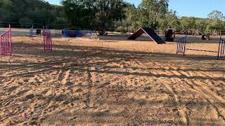 Dog agility - Wheelchair agility - learning layering of the harder obstacles!