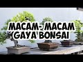 Keajaiban uniknya bonsai  30 macammacam gaya bonsai