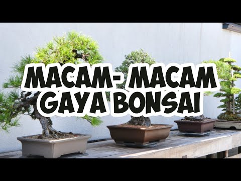 Video: Jenis Bonsai (32 Foto): Gaya Bonsai, Jenis Pohon Dan Deskripsinya. Bagaimana Cara Mengidentifikasi Varietas Dengan Benar?