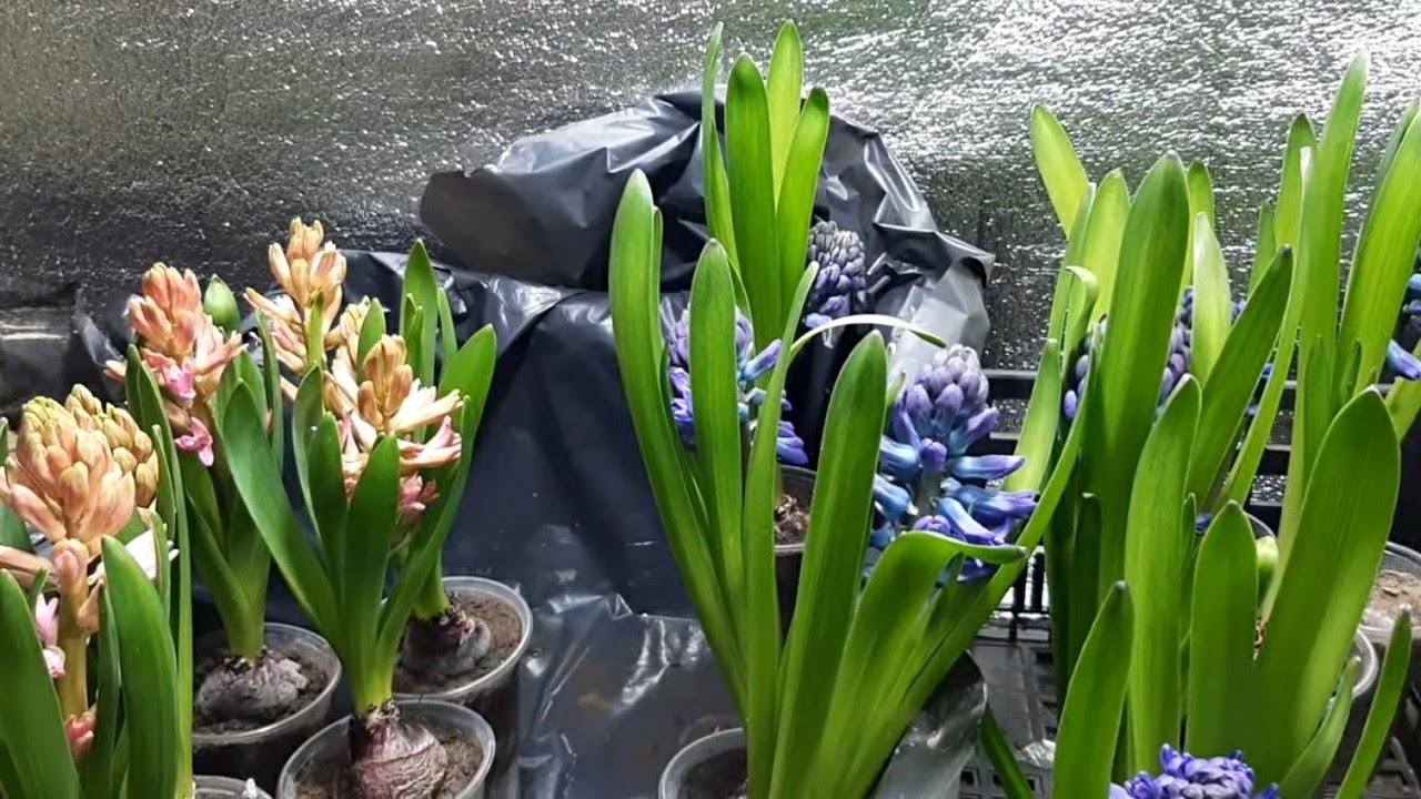 Посадка гиацинта, нарциса(крокуса) на выгонку к 8 марта. Выгонка луковичных онлай 13.11.2020г.