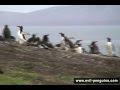 Penguin bounces off wire fence - Penguin Fail