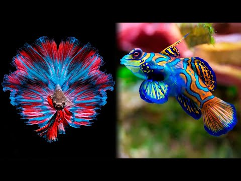 Video: Beautiful fish: species, names. The most beautiful fish in the world