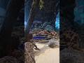 Calming Fish video - Assorted Cichlid (Ripley's Aquarium Toronto) - Relaxing Music